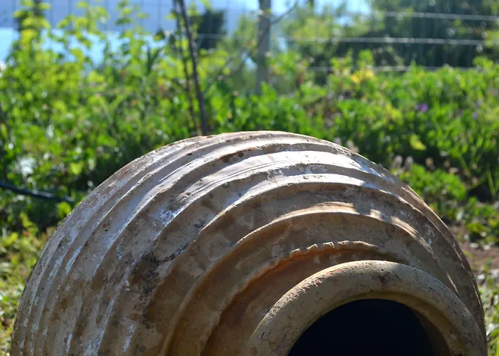 Vergina Star 니키아나